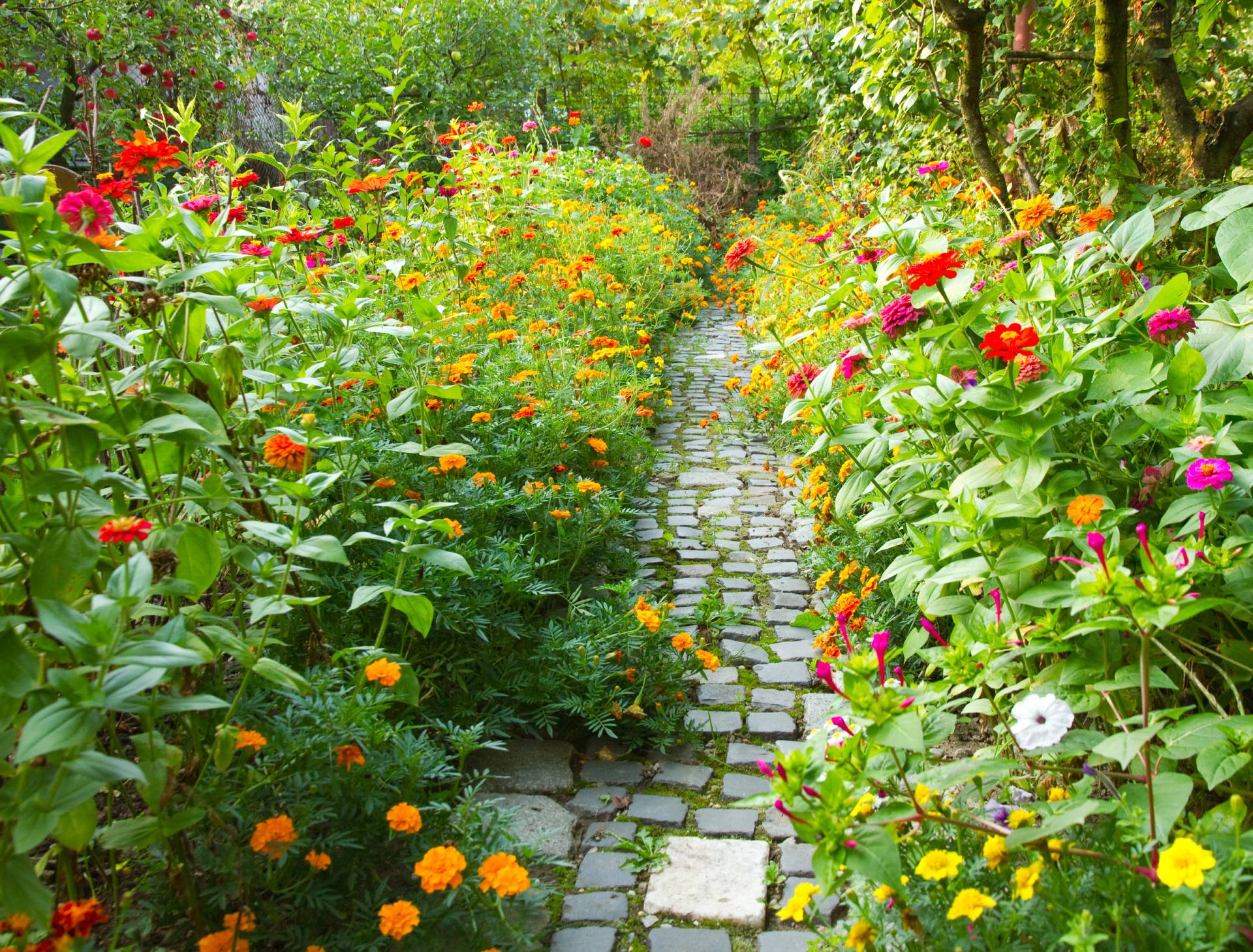 Entretien de jardin