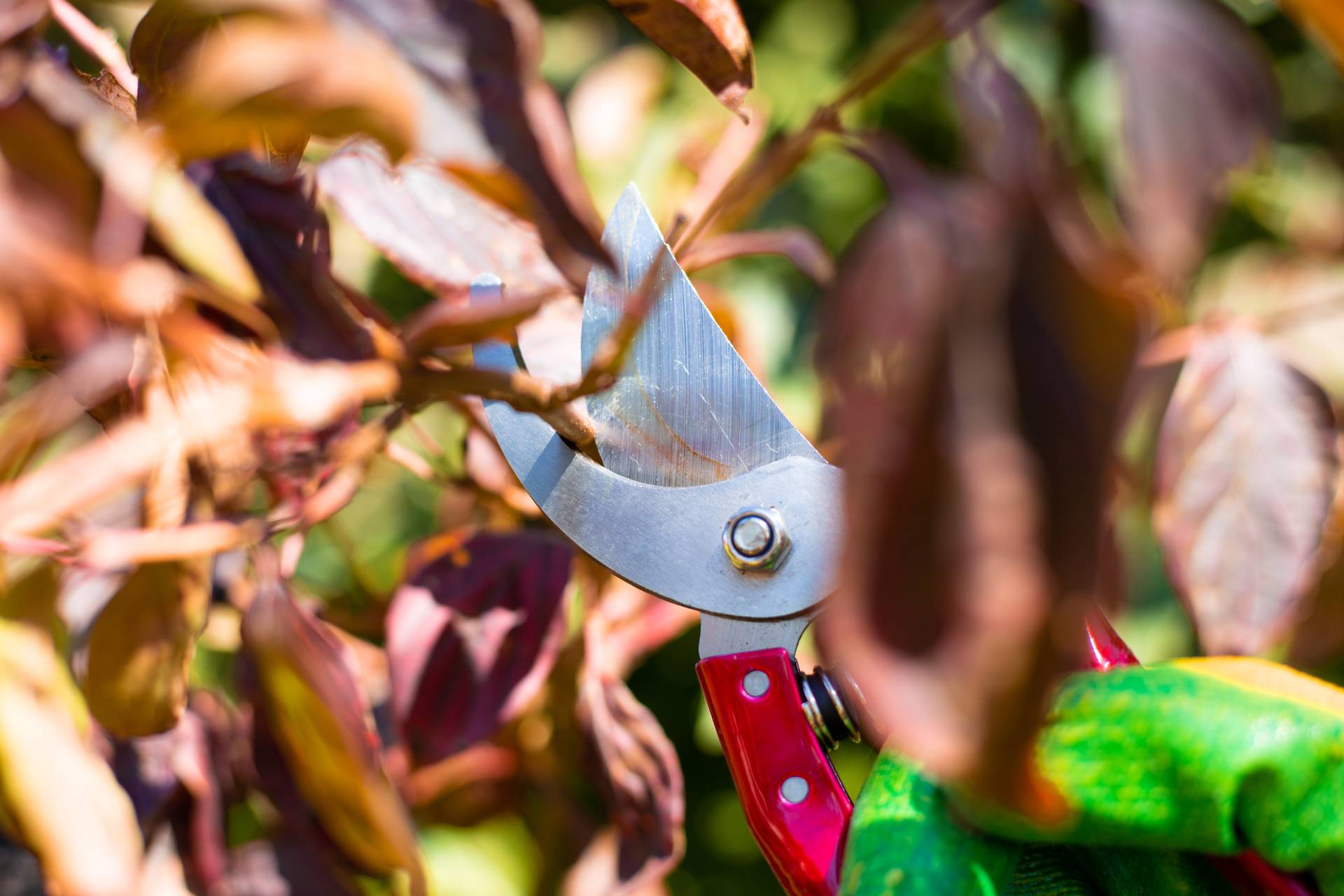 Taille de haie et débrouillage